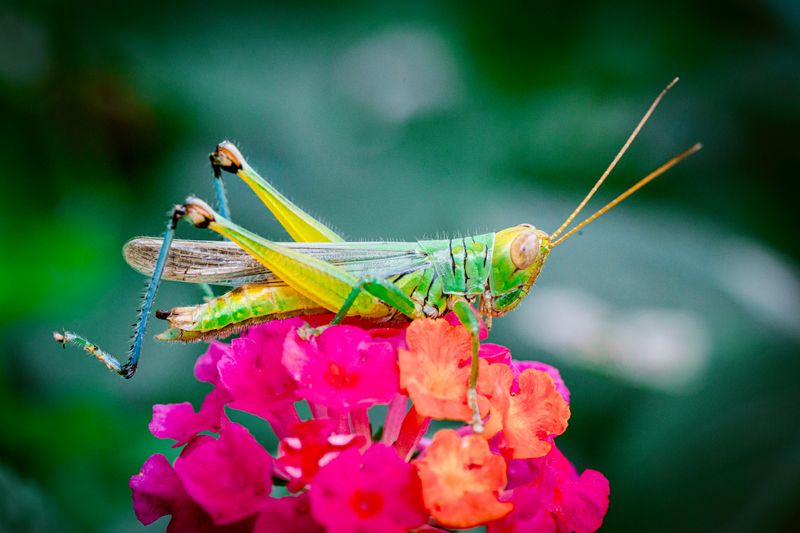 It Means Your Garden Has Plenty Of Insect Life It Means Your Garden Has Plenty Of Insect Life