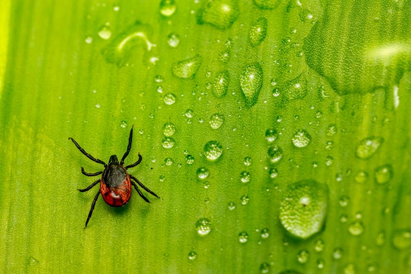 It Repels Flies, Gnats, And Ticks
