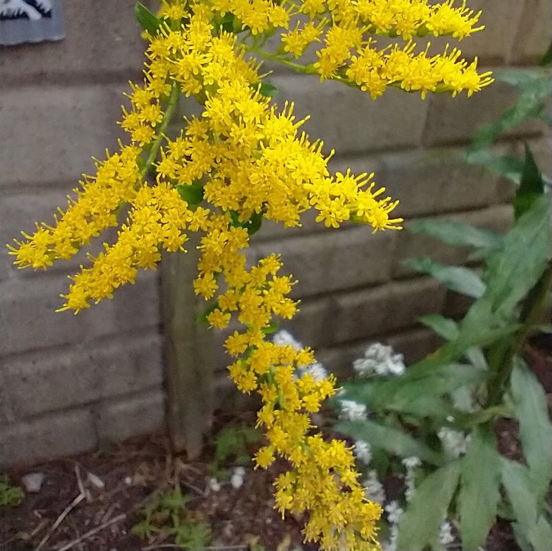 It Requires Less Maintenance Than Many Ornamentals