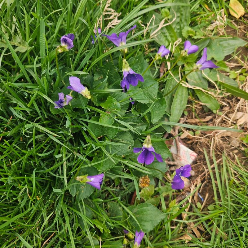 It Spreads Naturally Without Much Care It Spreads Naturally Without Much Care