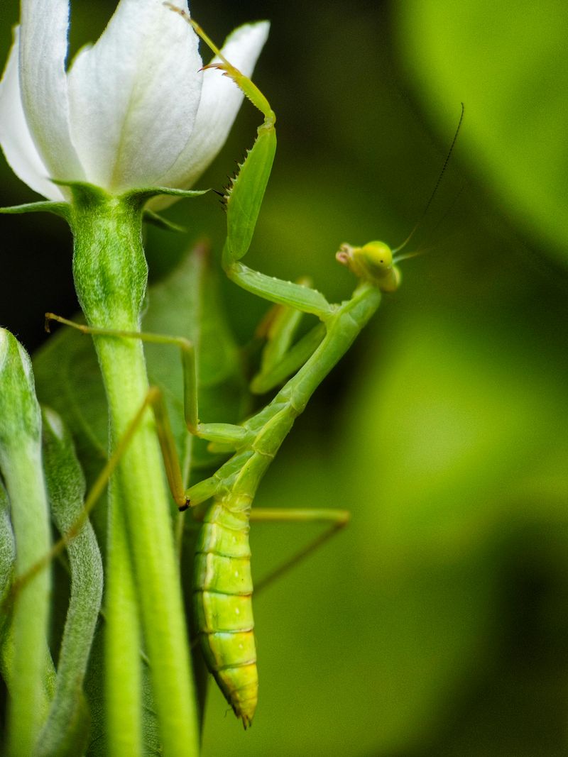 It Suggests You’re Avoiding Heavy Pesticide Use It Suggests You’re Avoiding Heavy Pesticide Use