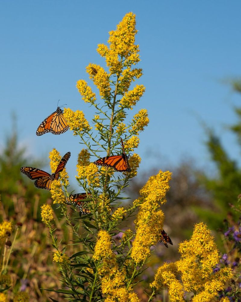 It Supports Birds And Beneficial Wildlife