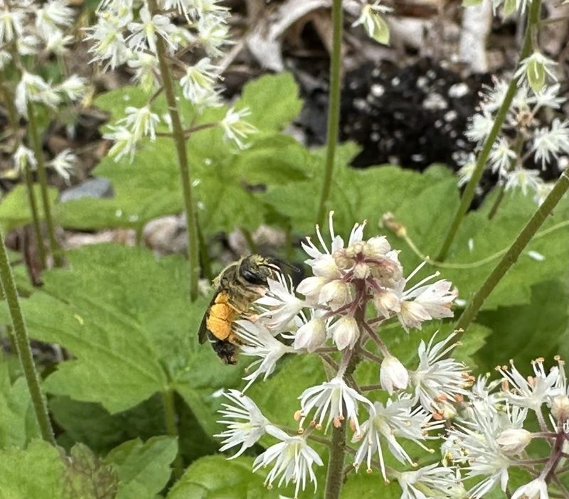 It Supports Pollinators Better Than Hostas