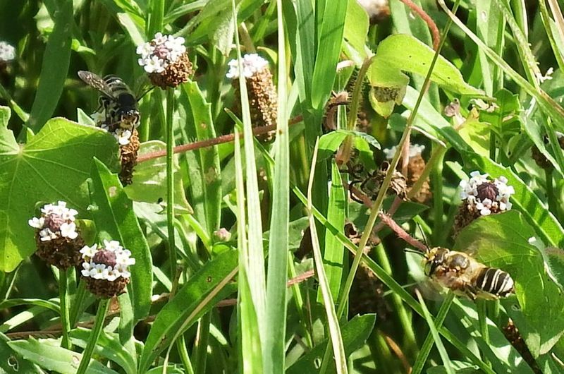 It Supports Pollinators Better Than Turf Grass