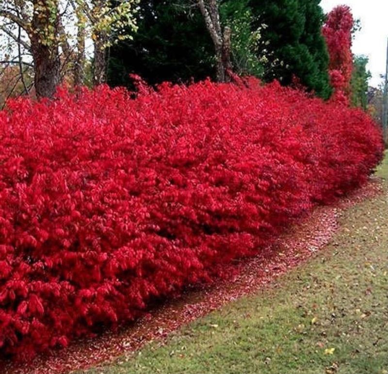 It Tends To Spread Beyond Your Yard