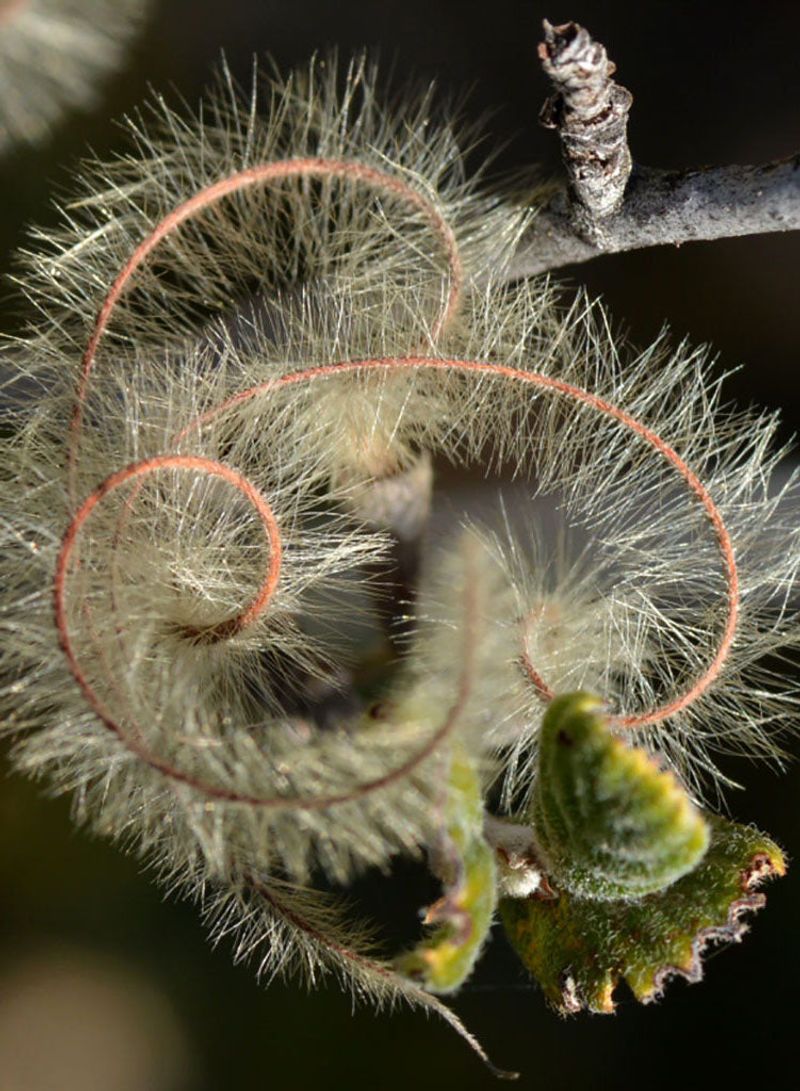 It Thrives In Dry Soil It Thrives In Dry Soil