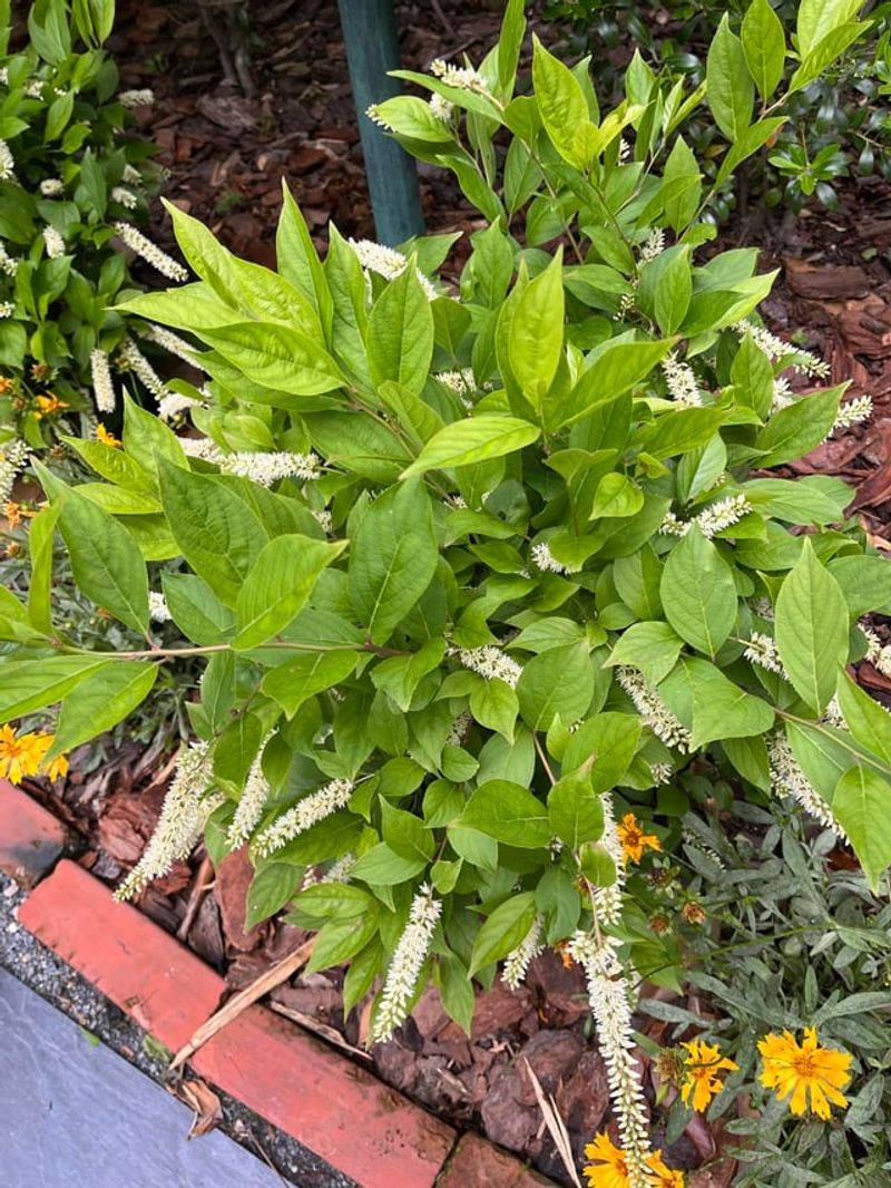 It Thrives In Moist Soil Without Constant Fuss