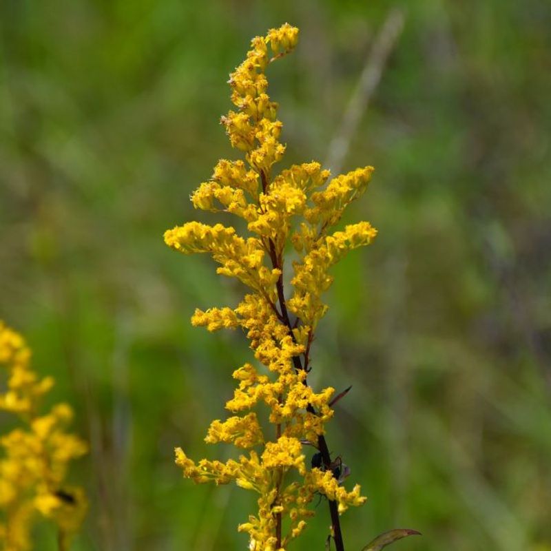 It Thrives In Pennsylvania Weather With Little Effort
