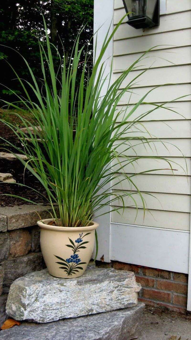 It Thrives In South Carolina's Climate