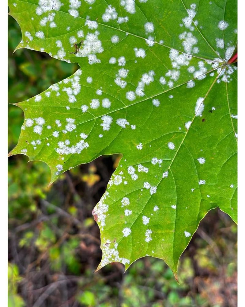 It Thrives In Warm, Humid Conditions