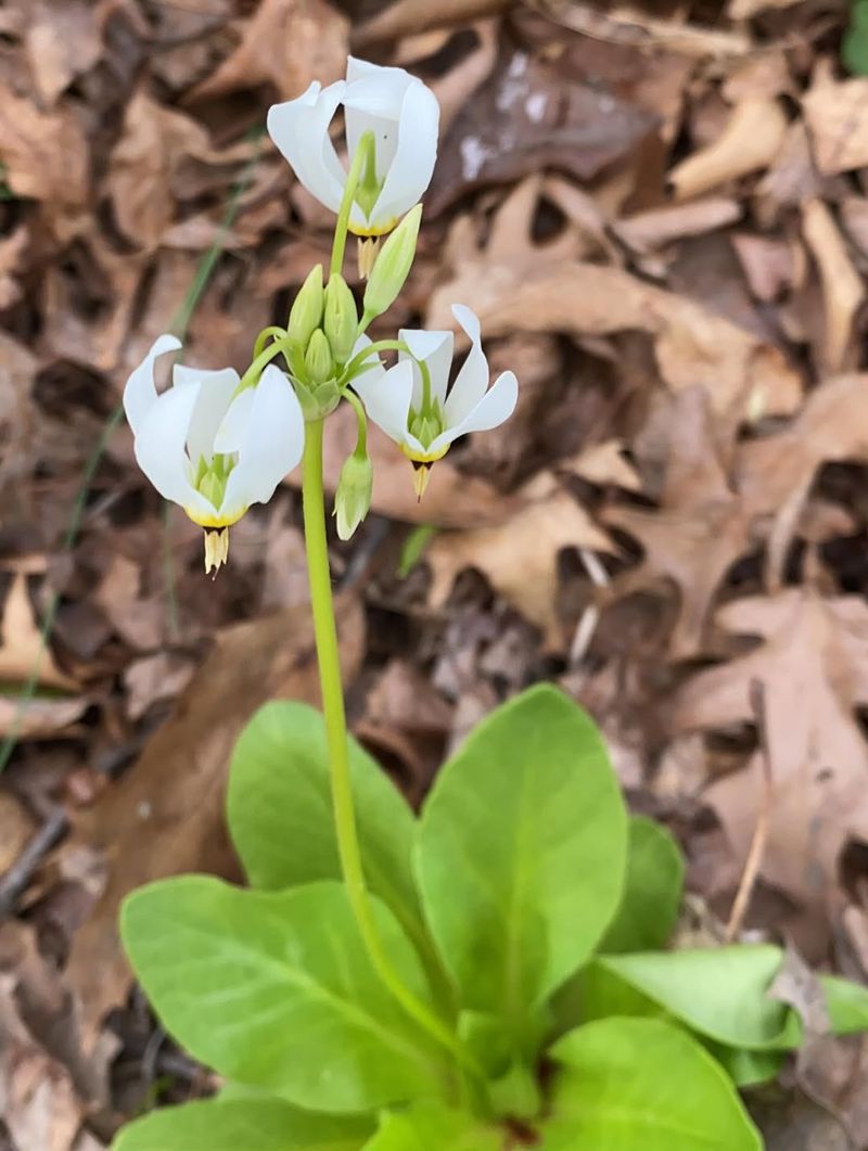 It Vanishes Underground Like A True Spring Ephemeral