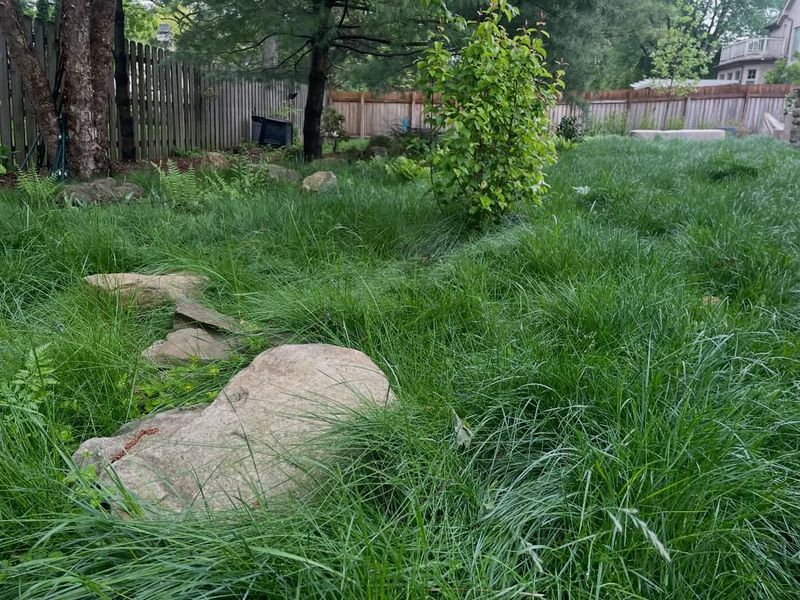 It Works As A Living Groundcover It Works As A Living Groundcover