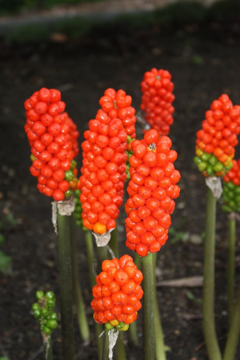 Italian Arum Italian Arum