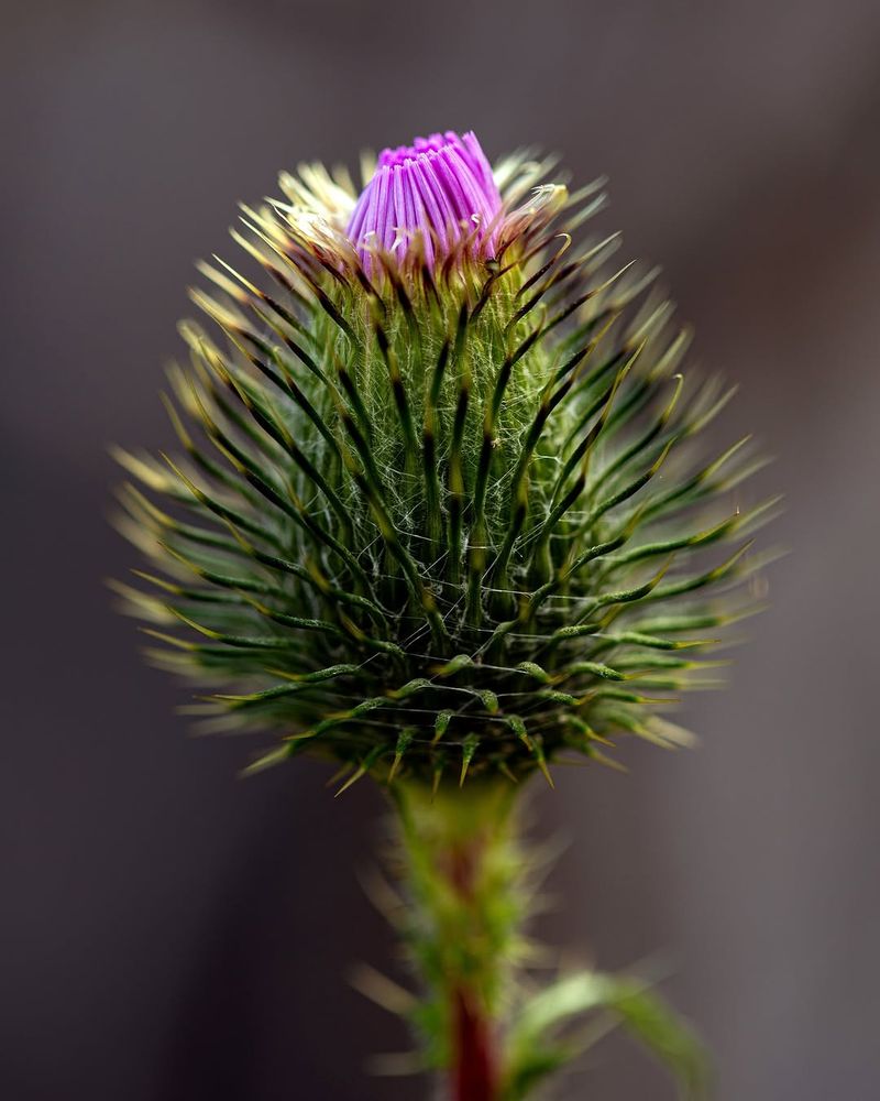 Italian Thistle