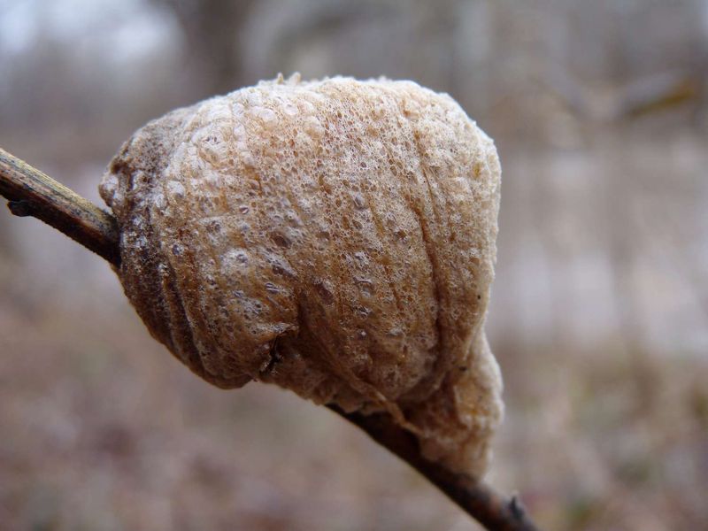 Its Egg Case Is A Winter Clue Worth Protecting