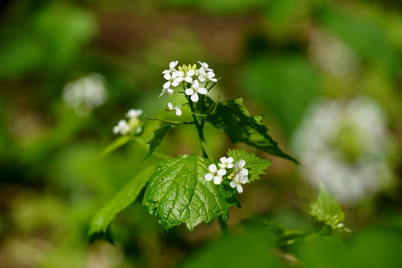 Its Impact On Illinois Ecosystems