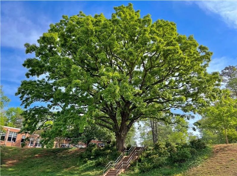 Its Shade Helps Keep Soil Cooler And Moist Longer
