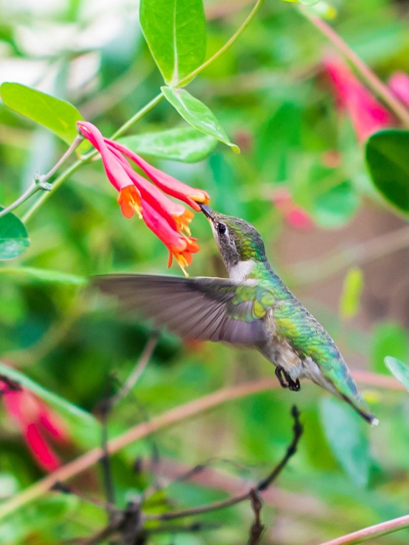 Its Trumpet-Shaped Flowers Bring In Hummingbirds First Its Trumpet-Shaped Flowers Bring In Hummingbirds First
