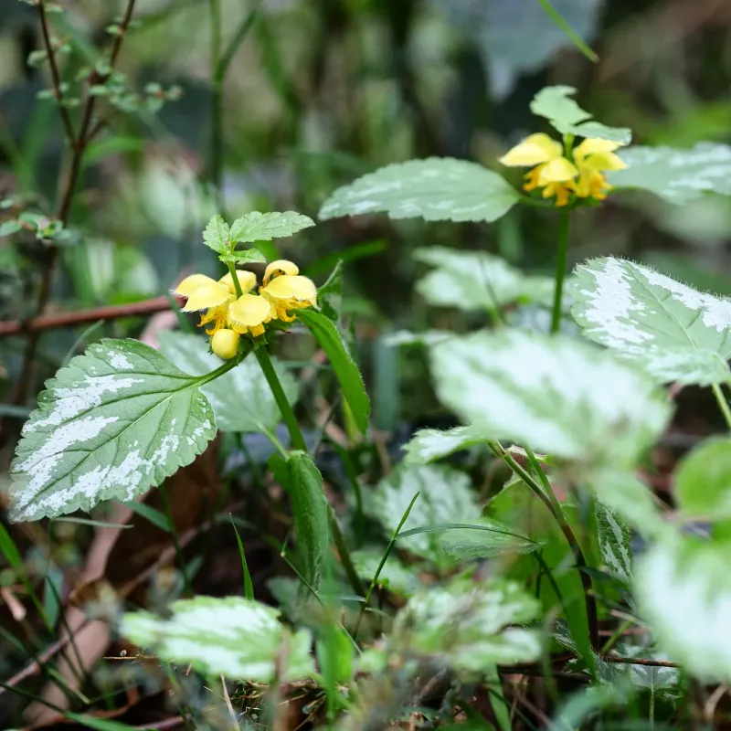 Its Variegated Leaves Help It Blend Into Gardens