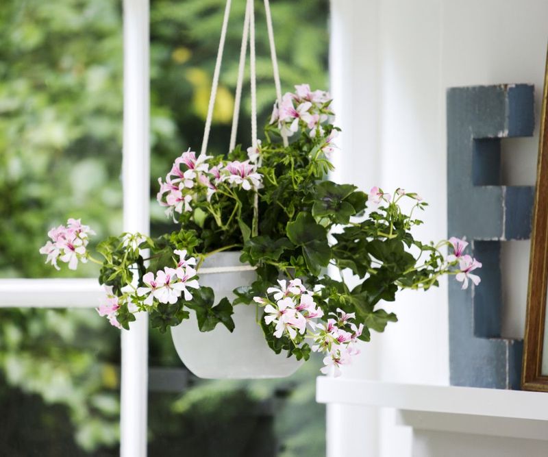 Ivy Geranium Softens Patio Edges Beautifully Ivy Geranium Softens Patio Edges Beautifully