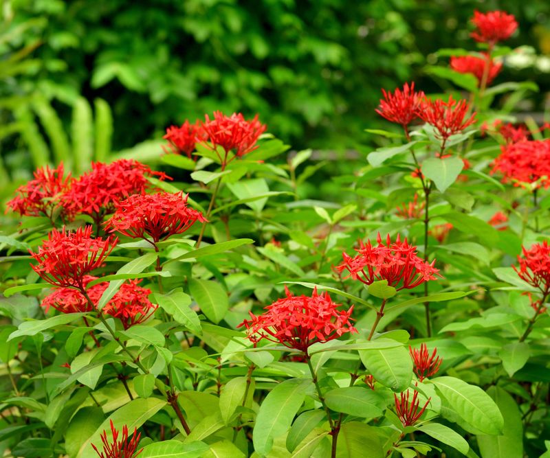 Ixora With Slow-Release Fertilizer And Micronutrients