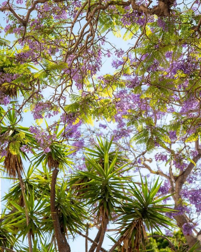 Jacaranda Brings Beauty And Big Cleanup Jacaranda Brings Beauty And Big Cleanup