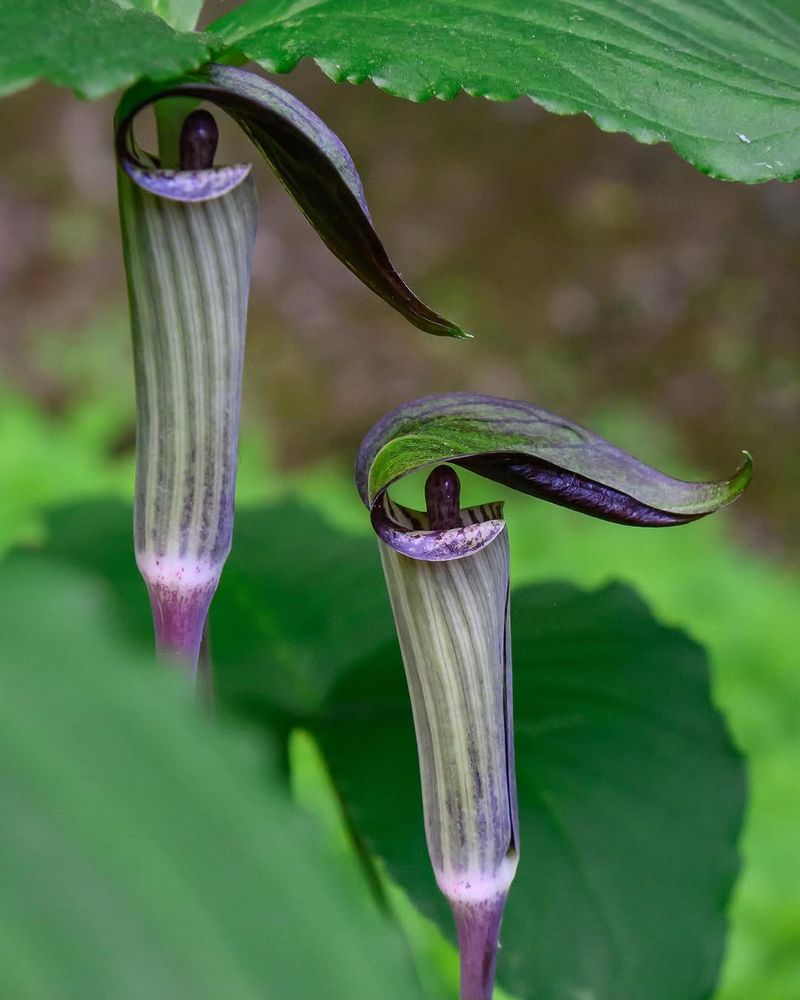 Jack-In-The-Pulpit Gives Shade Gardens Native Character