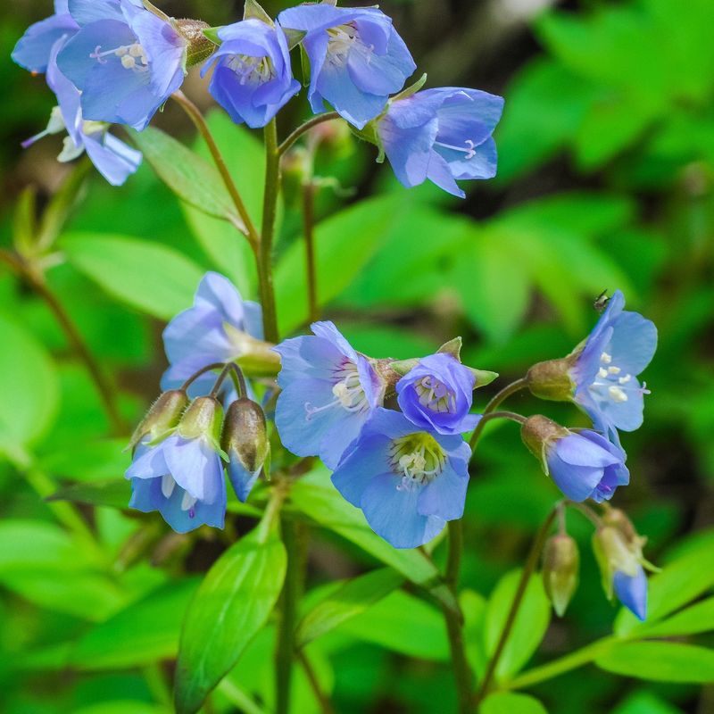 Jacob's Ladder Adds Blue To Spring Shade