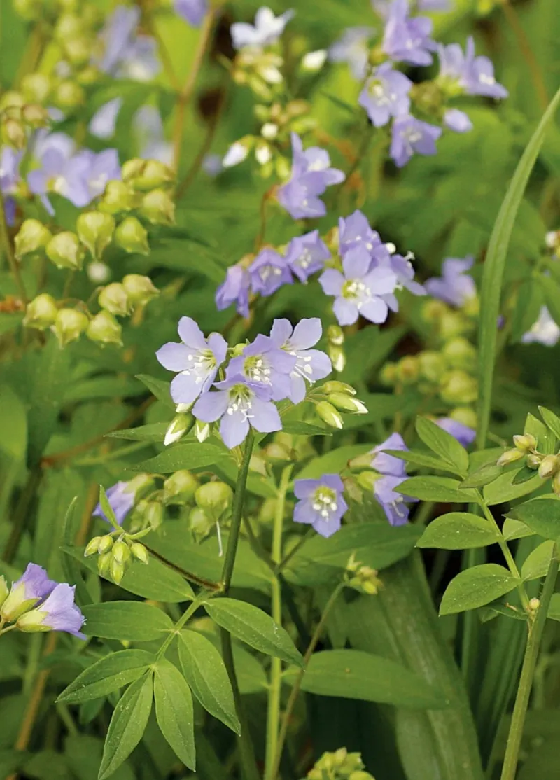 Jacob's Ladder Brings Gentle Spring Color Jacob's Ladder Brings Gentle Spring Color