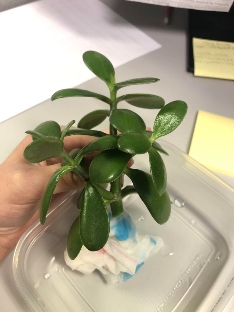 Jade Plant (Crassula ovata)