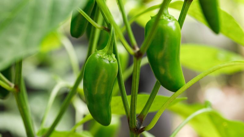 Jalapeños Thrive As Temperatures Rise Jalapeños Thrive As Temperatures Rise