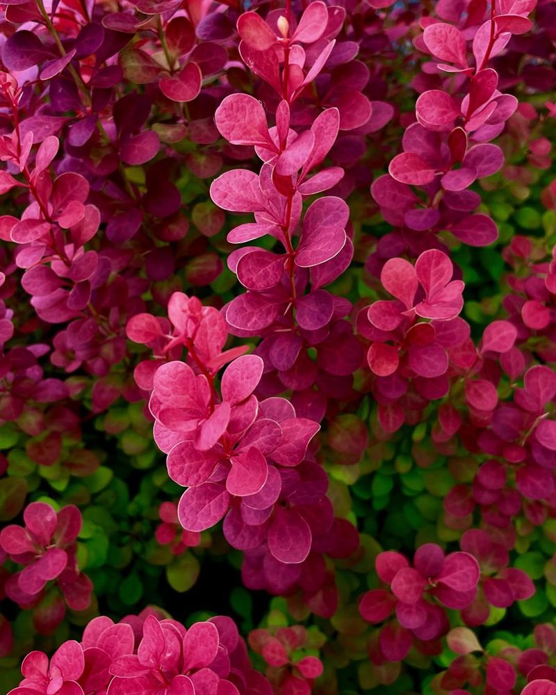 Japanese Barberry