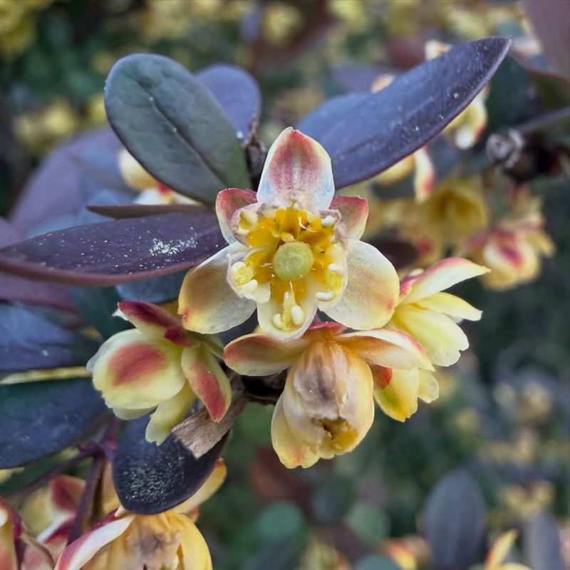 Japanese Barberry Japanese Barberry