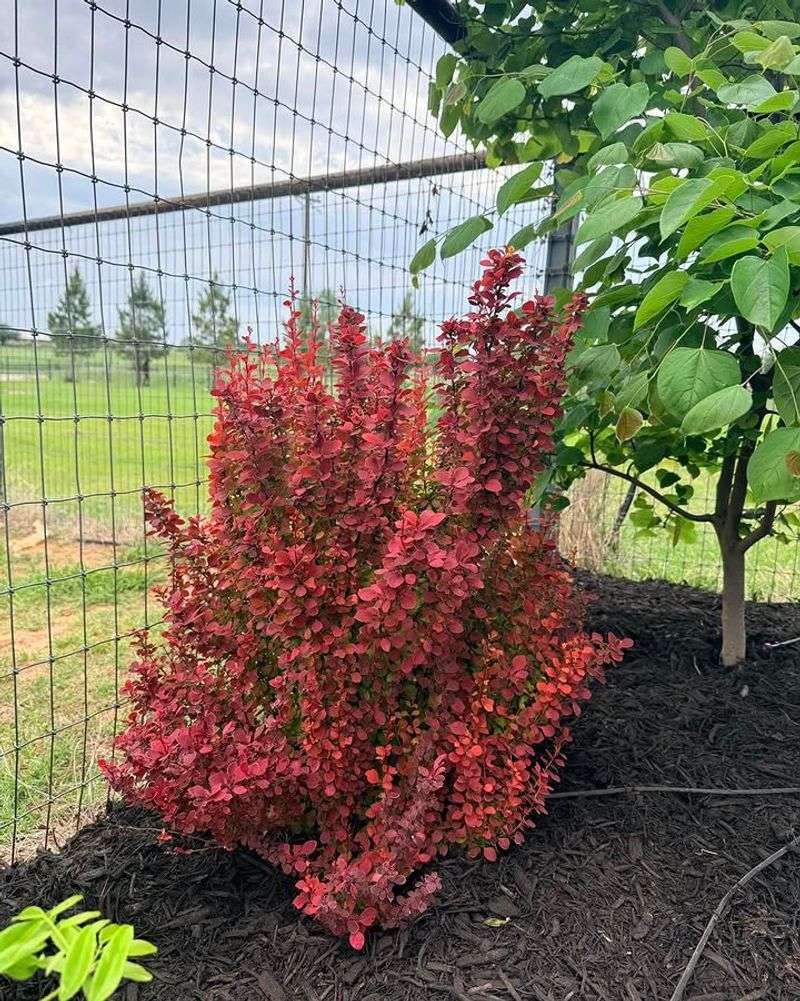 Japanese Barberry