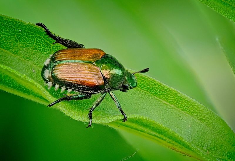Japanese Beetles