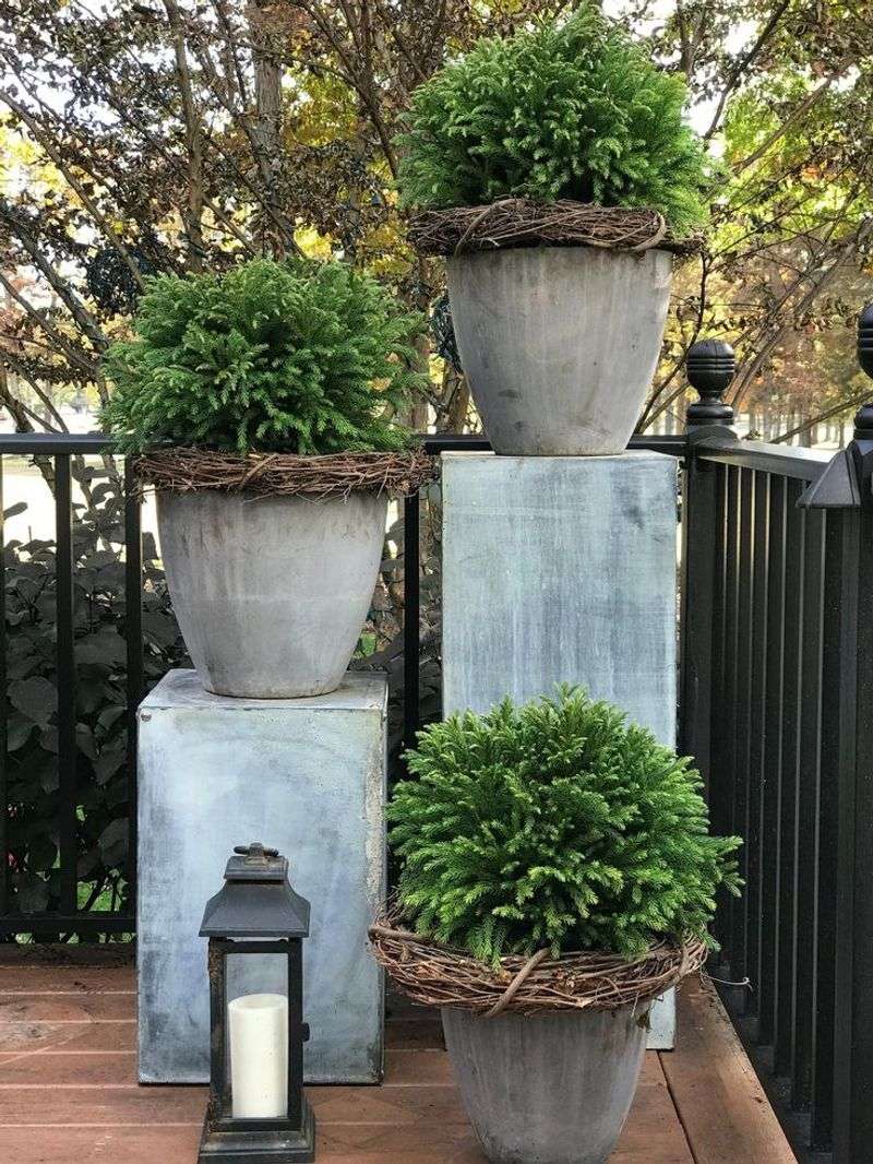 Japanese Cedar Globosa Nana