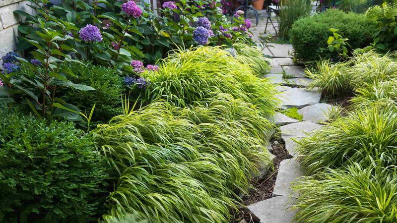 Japanese Forest Grass Slowly Creates Elegant Mounds In Shade Japanese Forest Grass Slowly Creates Elegant Mounds In Shade