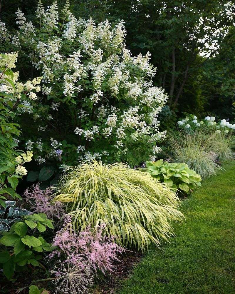 Japanese Forest Grass Softens The Look Of Hydrangea Borders
