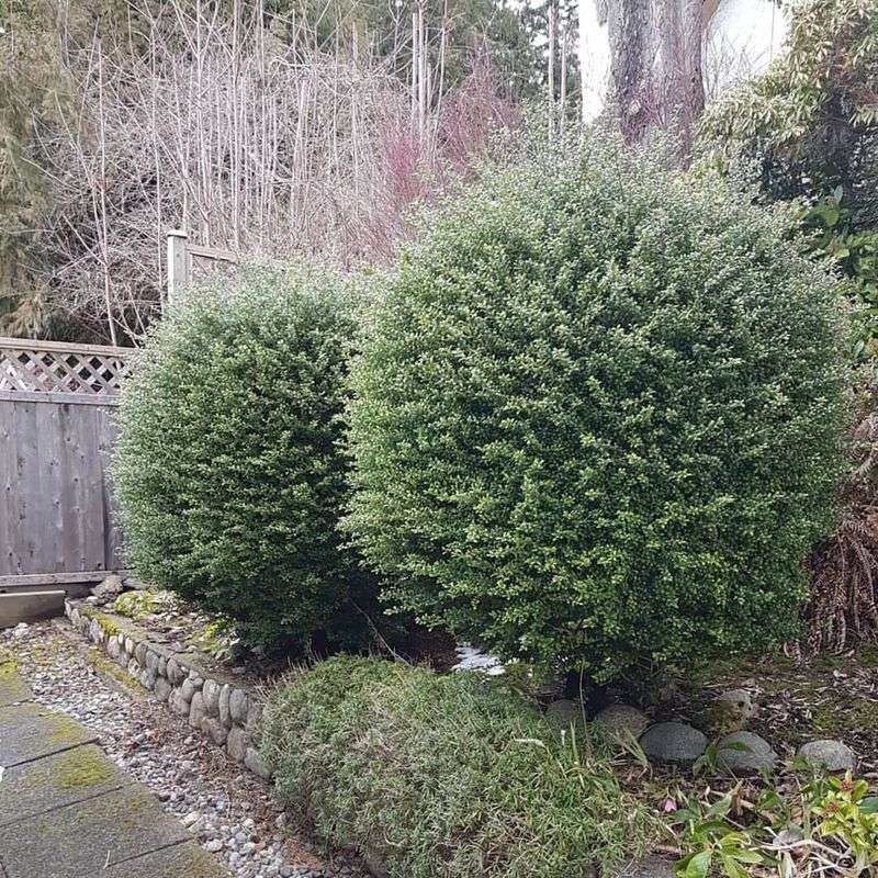 Japanese Holly