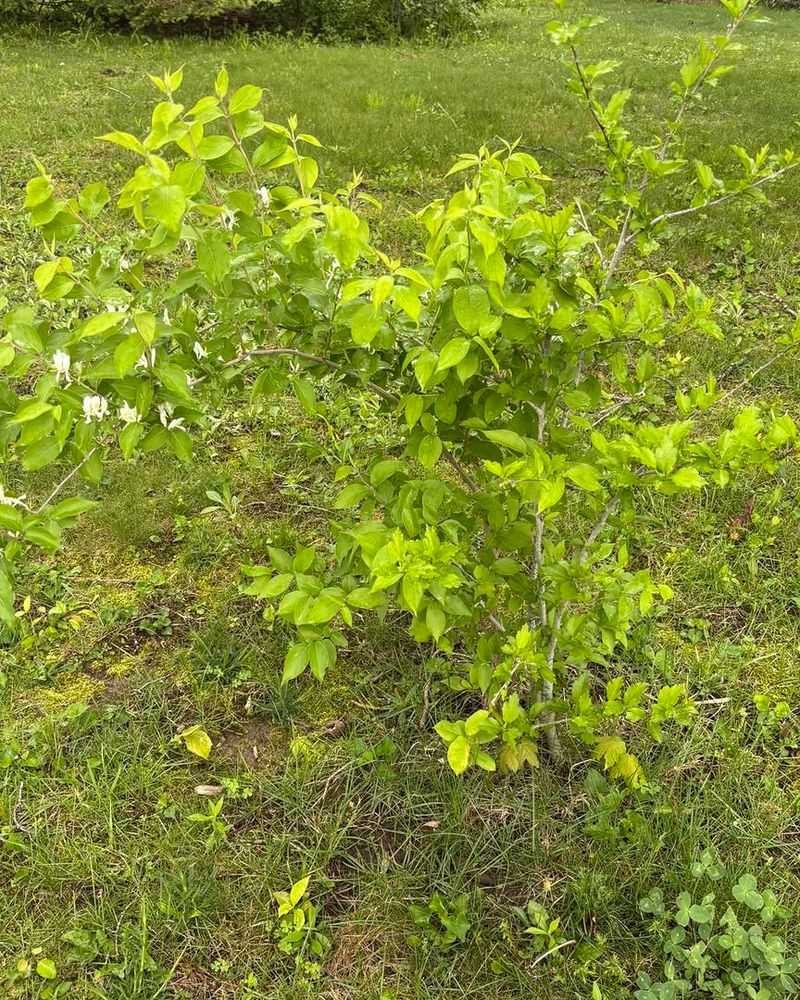 Japanese Honeysuckle