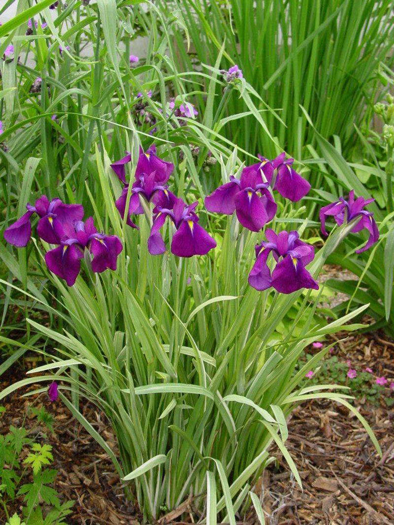 Japanese Iris (Iris ensata) Prefers Conditions Lavender Dislikes