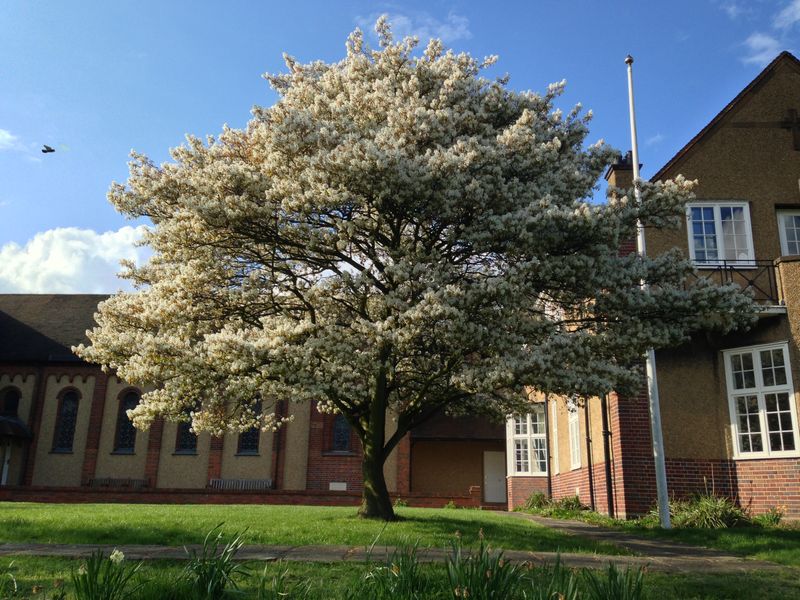 Serviceberry (Amelanchier Spp.)