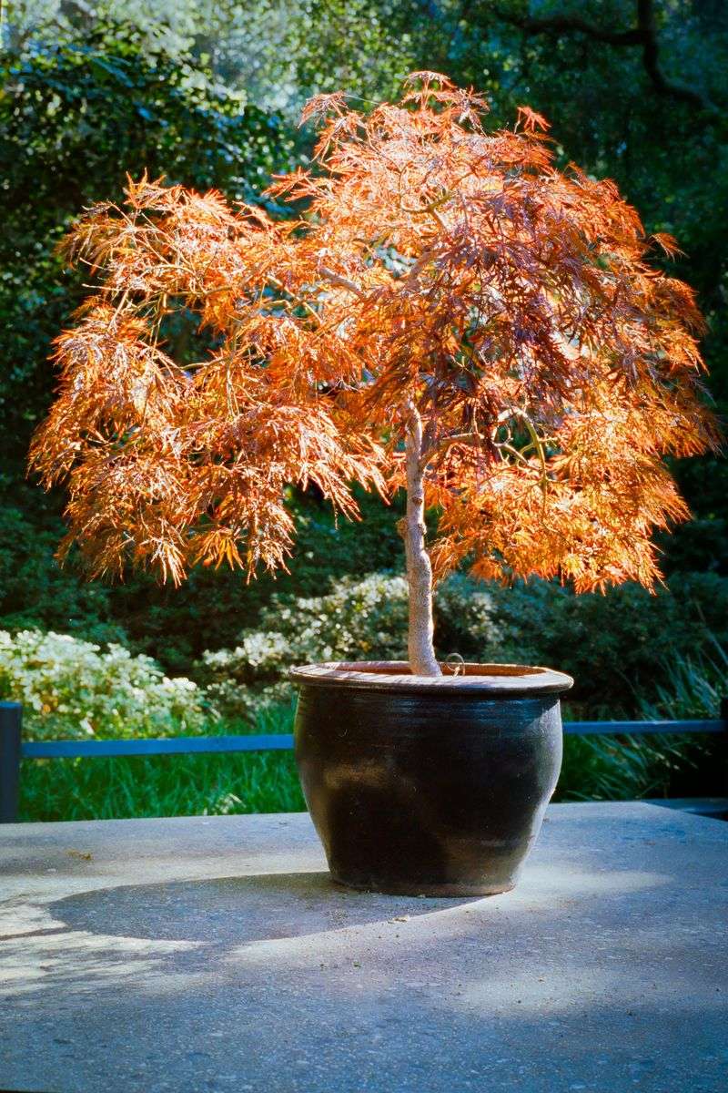 Japanese Maple