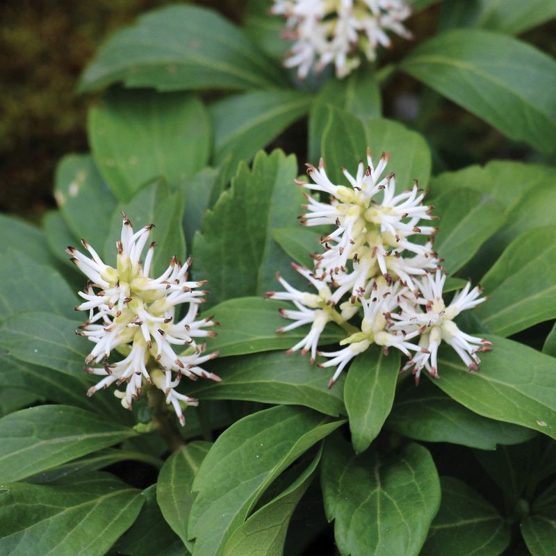 Japanese Pachysandra Replaced With Allegheny Spurge Japanese Pachysandra Replaced With Allegheny Spurge