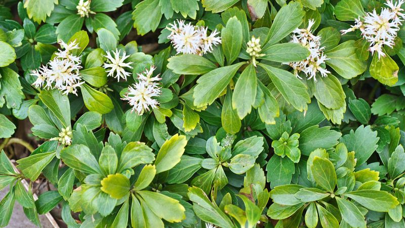 Japanese Pachysandra Japanese Pachysandra