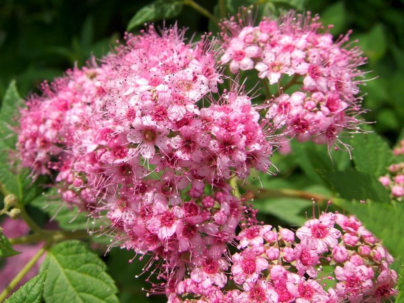Japanese Spirea Is Being Replaced In More Pollinator Gardens