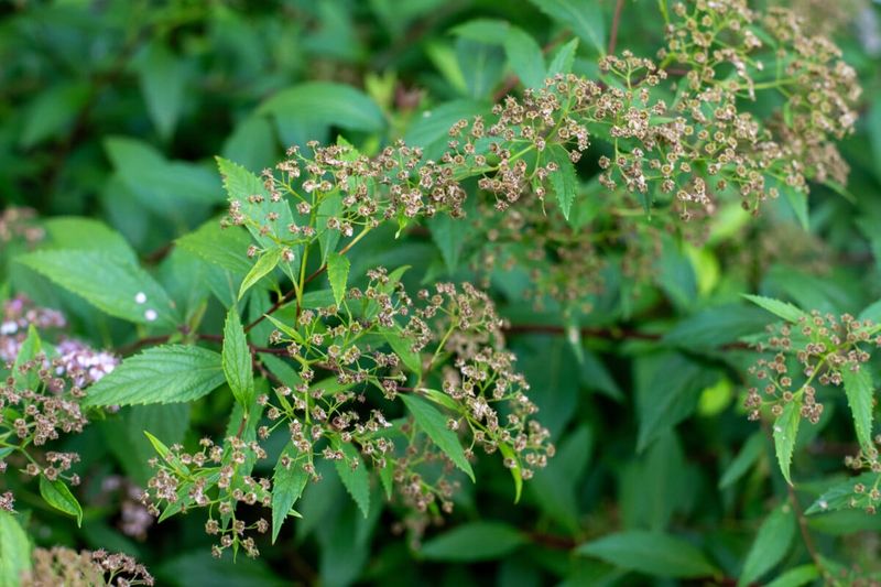 Japanese Spirea 