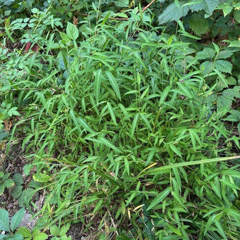 Japanese Stiltgrass