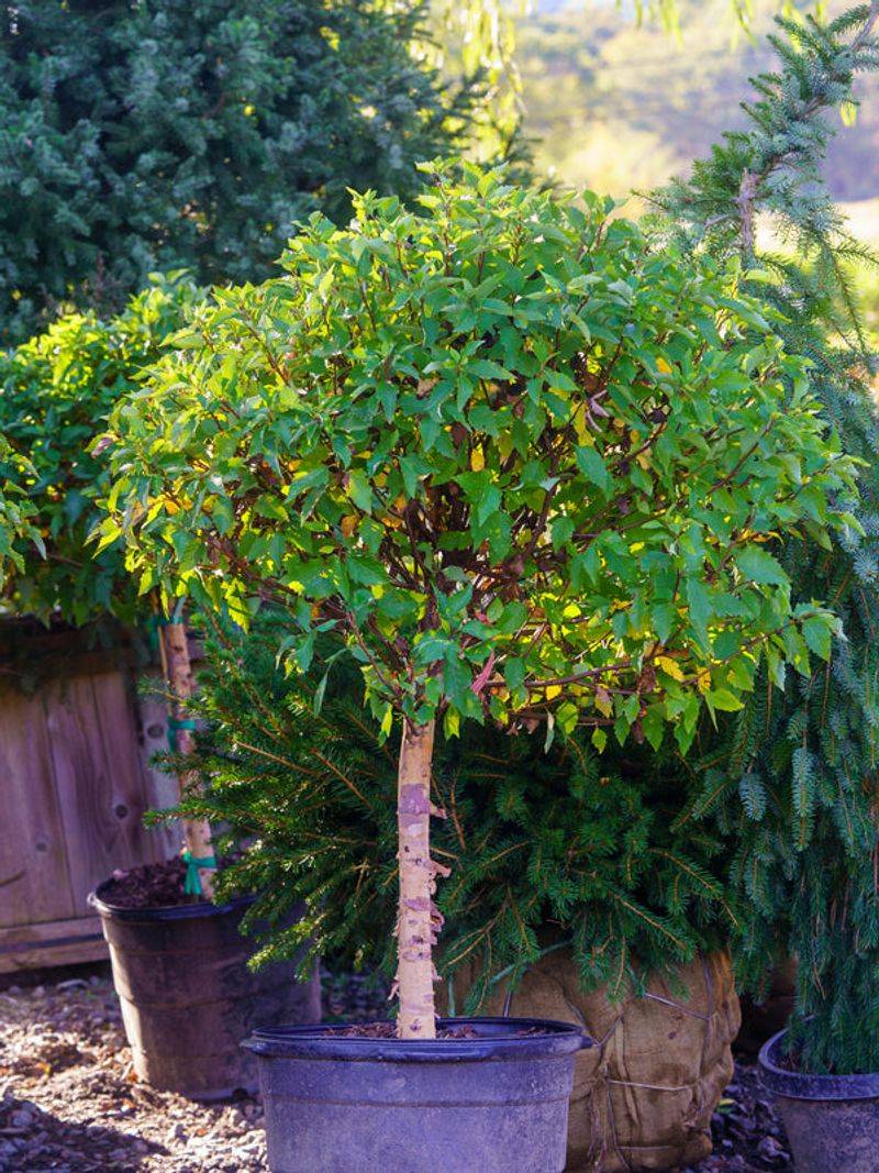 Dwarf River Birch