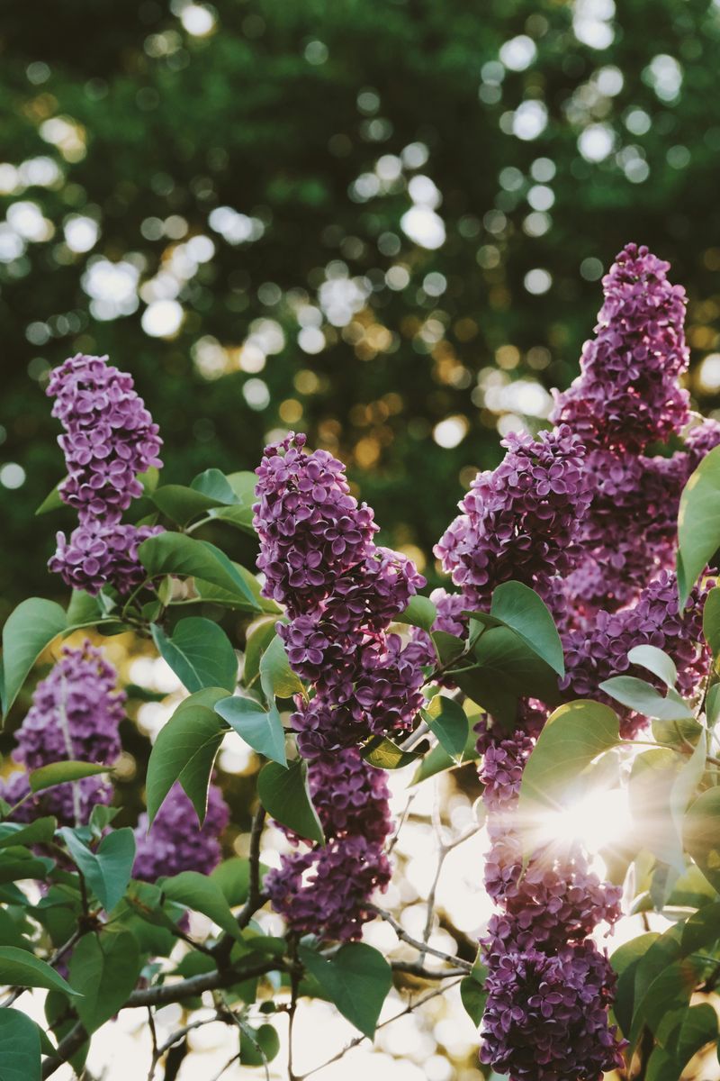 Japanese Tree Lilac